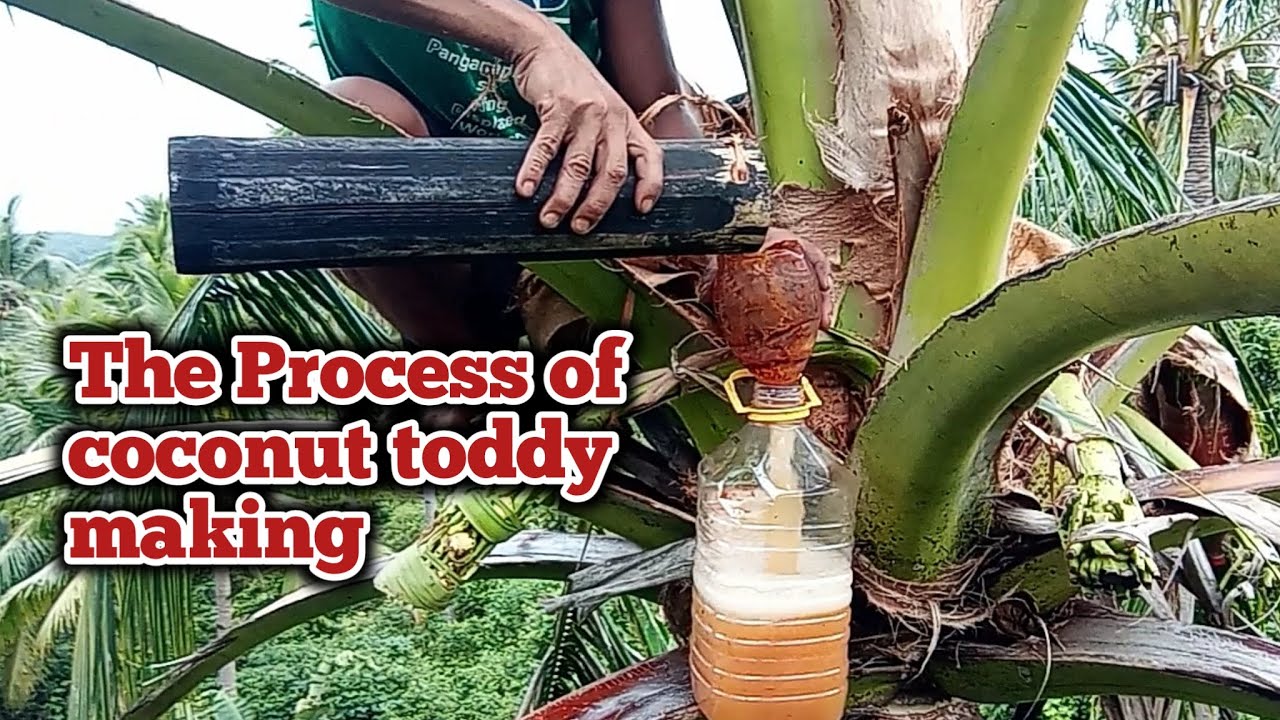 The process of coconut toddy or coconut wine harvest.. #tuba #coconutwine #satisfying