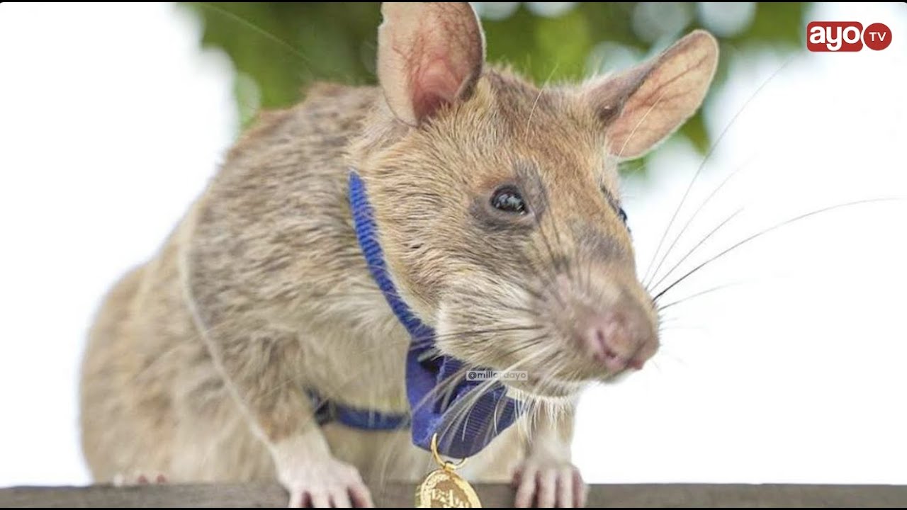 CHUO KIKUU SUA WAOMBOLEZA KIFO CHA PANYA MAGAWA 