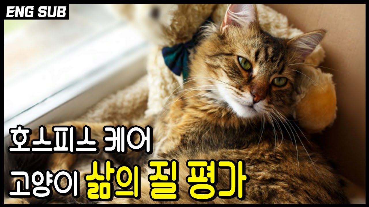 지금 내 고양이는 불편한건가 아픈건가? 고양이 마지막을 관리해 주는 방법들. 고양이의 마지막 삶을 평가하는 7가지 방법, 호스피스 케어.
