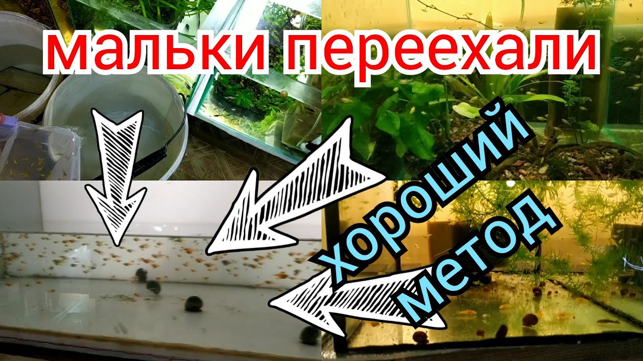 Пересадка мальков из разных аквариумов в один большой аквариум без ГРЯЗИ