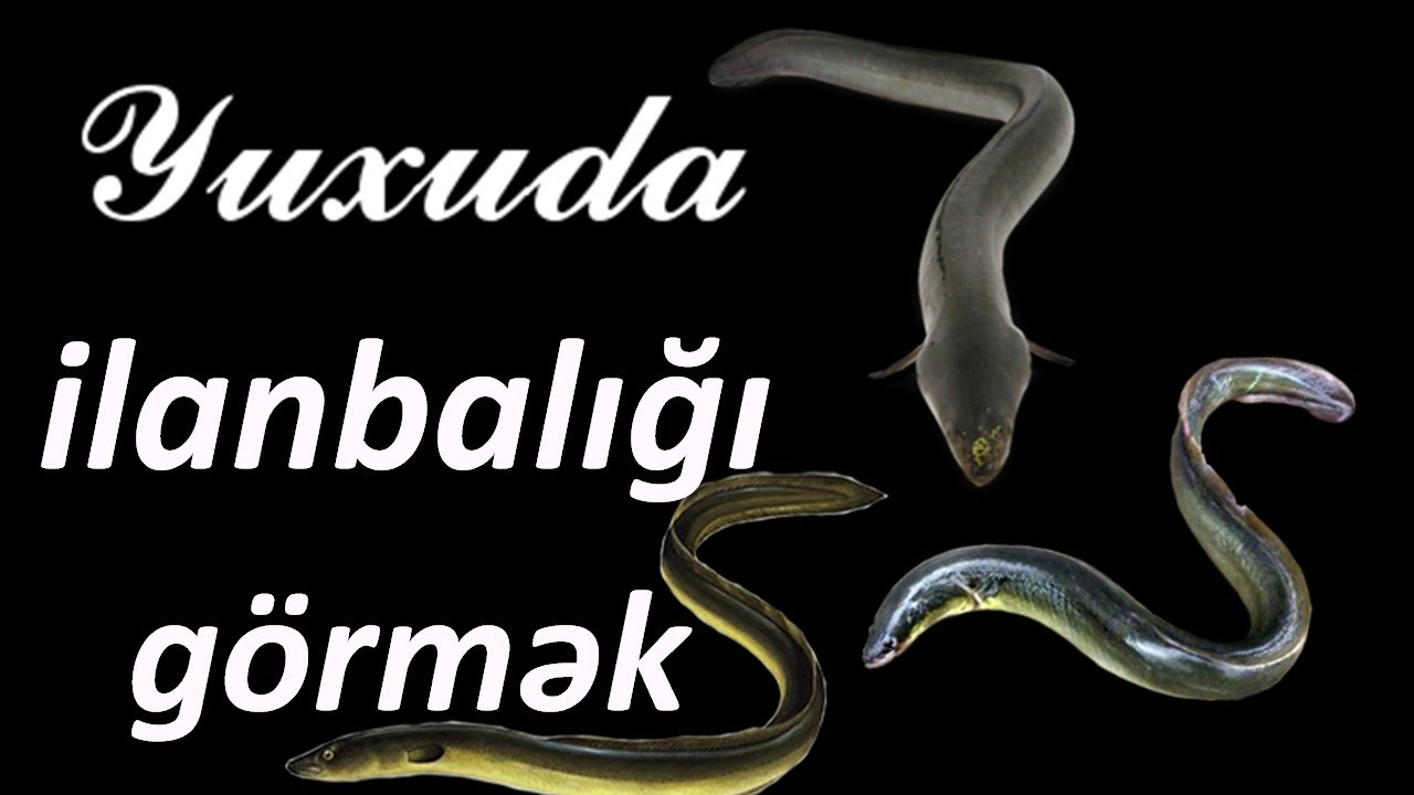 Yuxuda ilanbalığı görmək ☾✵ Qısa Yuxuyozma
