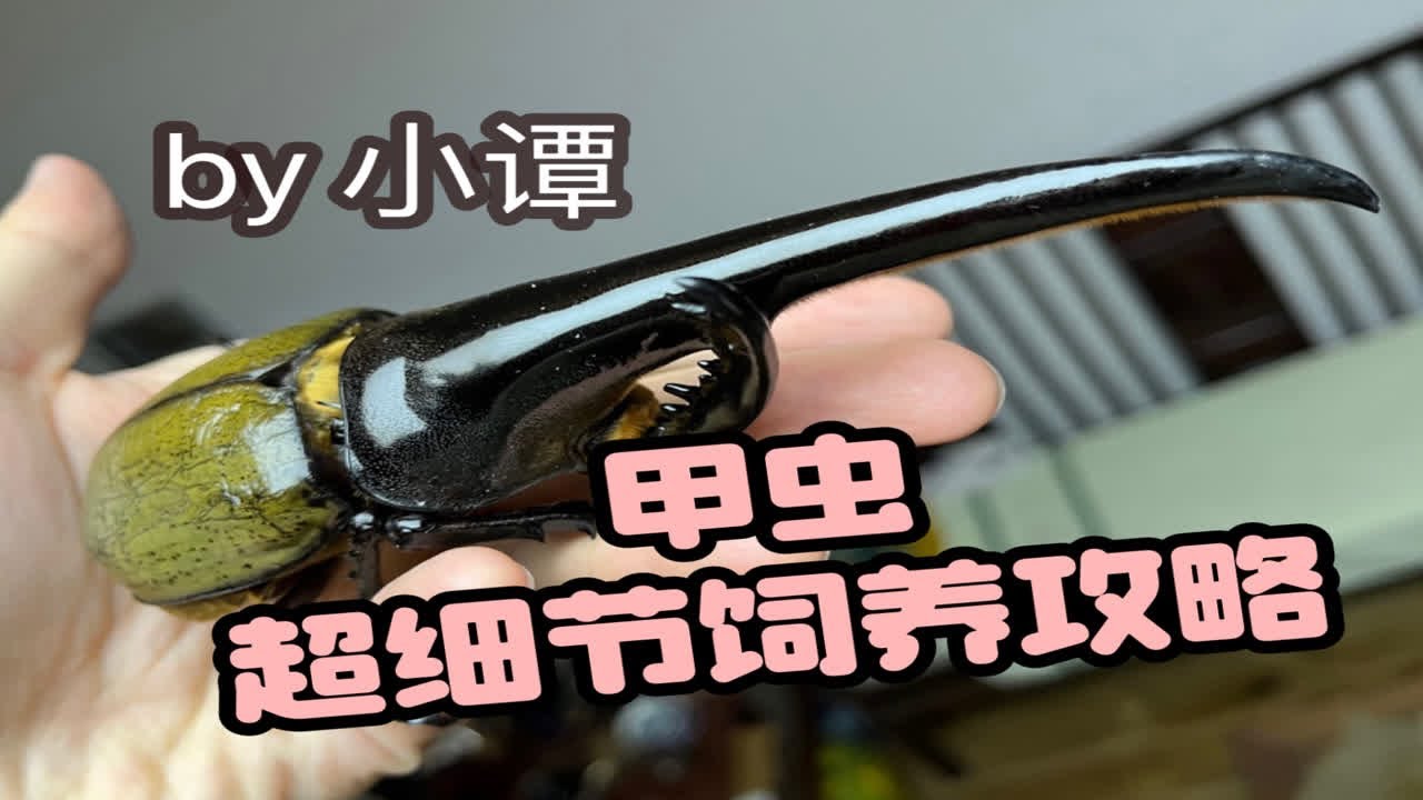 【甲虫超细节饲养攻略】成虫篇（一）蛰伏期管理