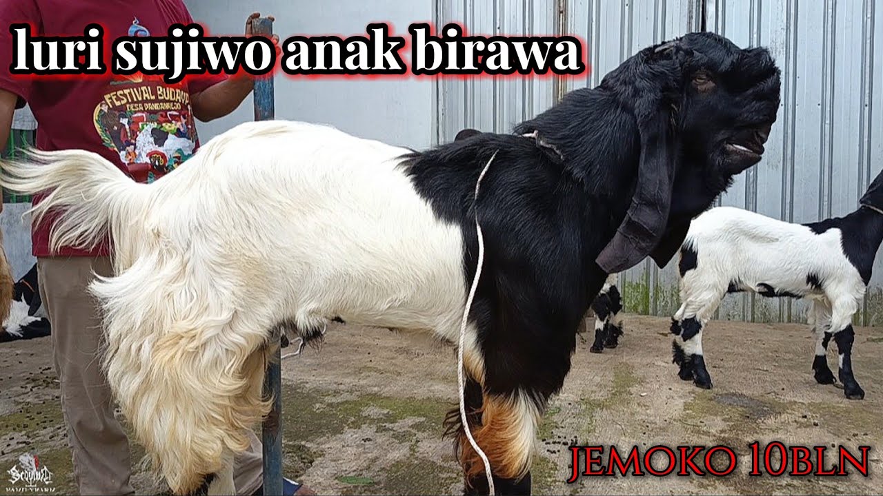 Full materi induk jerabang/kep,hitam & bakalan diNASERFARM Wonosobo