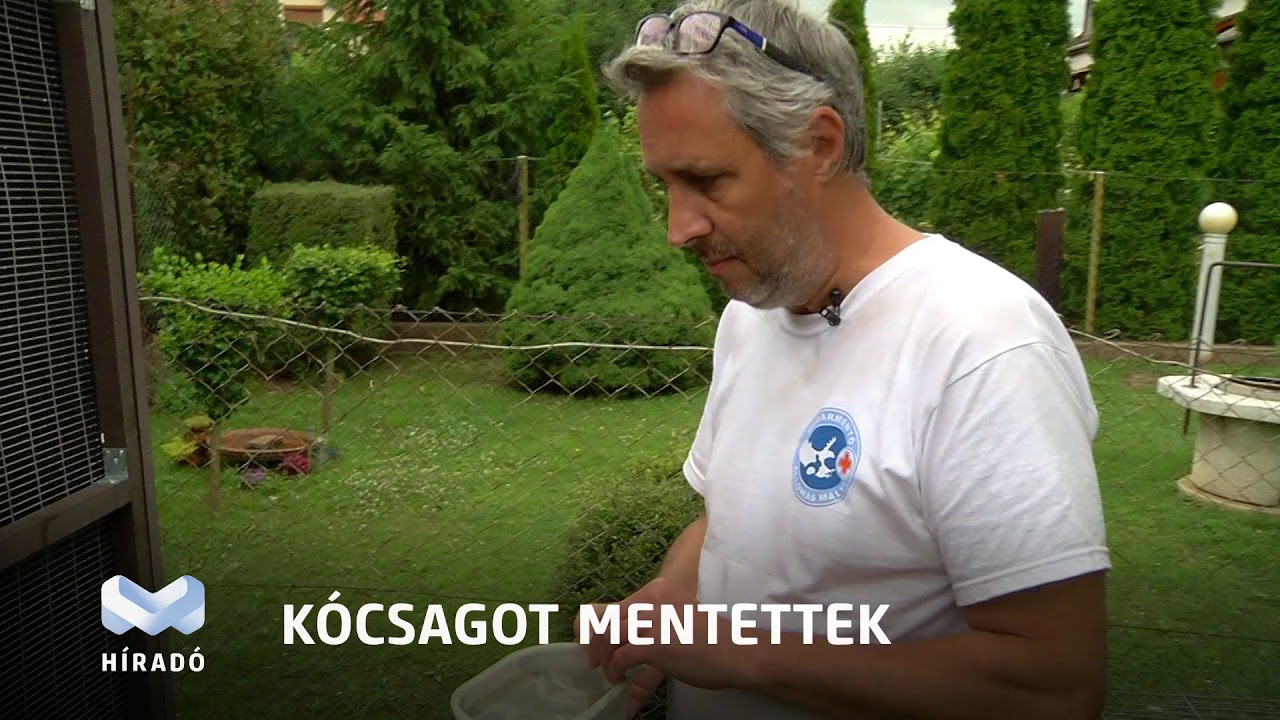 Nagy kócsag a madármentőknél