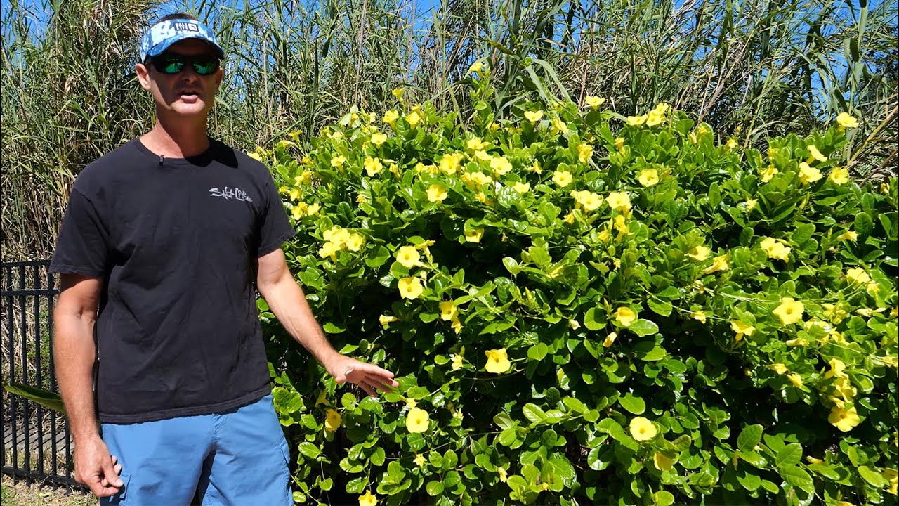 MANDEVILLA Plant care & info