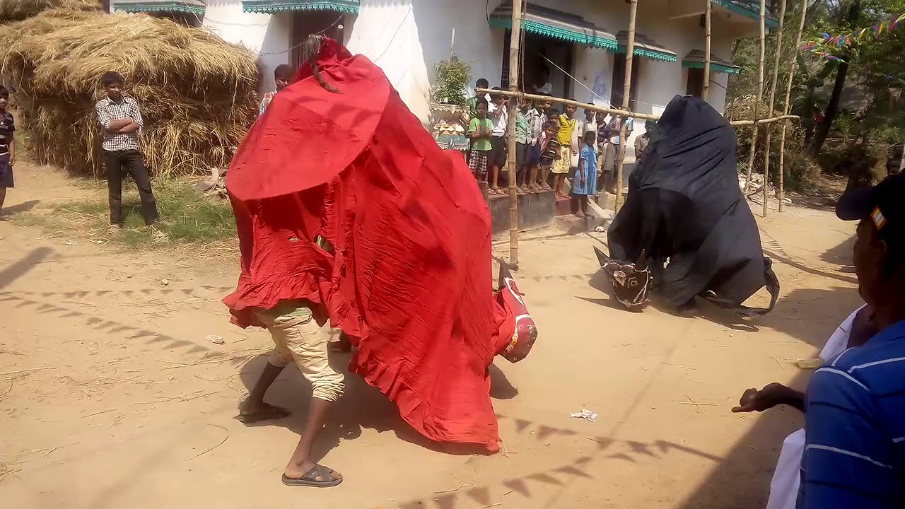 A Interesting Bull fight in village..a must watch video.