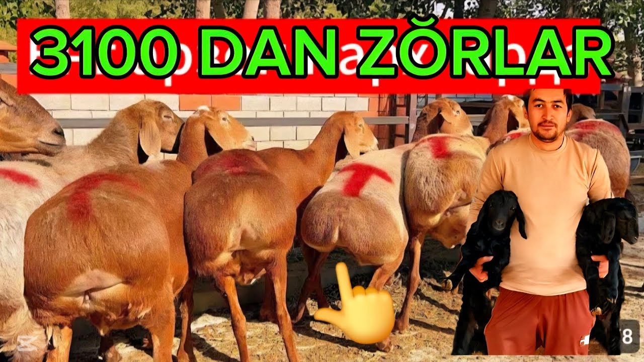 100 BOSH ARASHAN LINYALIK NAQ BŎĞOZ SOVLIQLAR KELDI EKAZAKCHI ONA BOL 500 ARZON SHOSJILIG