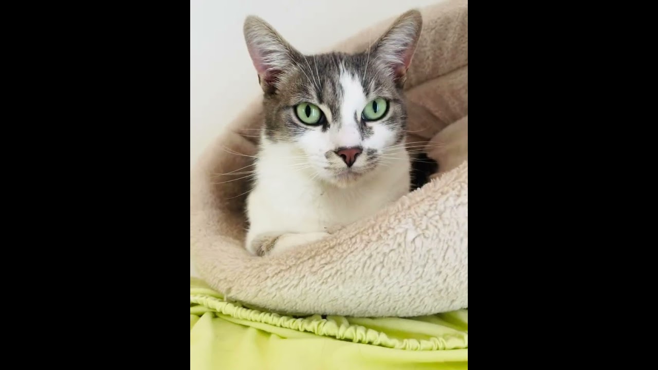 Ces chats attendent une famille, un regard, une chance… SPA Canche Authie 