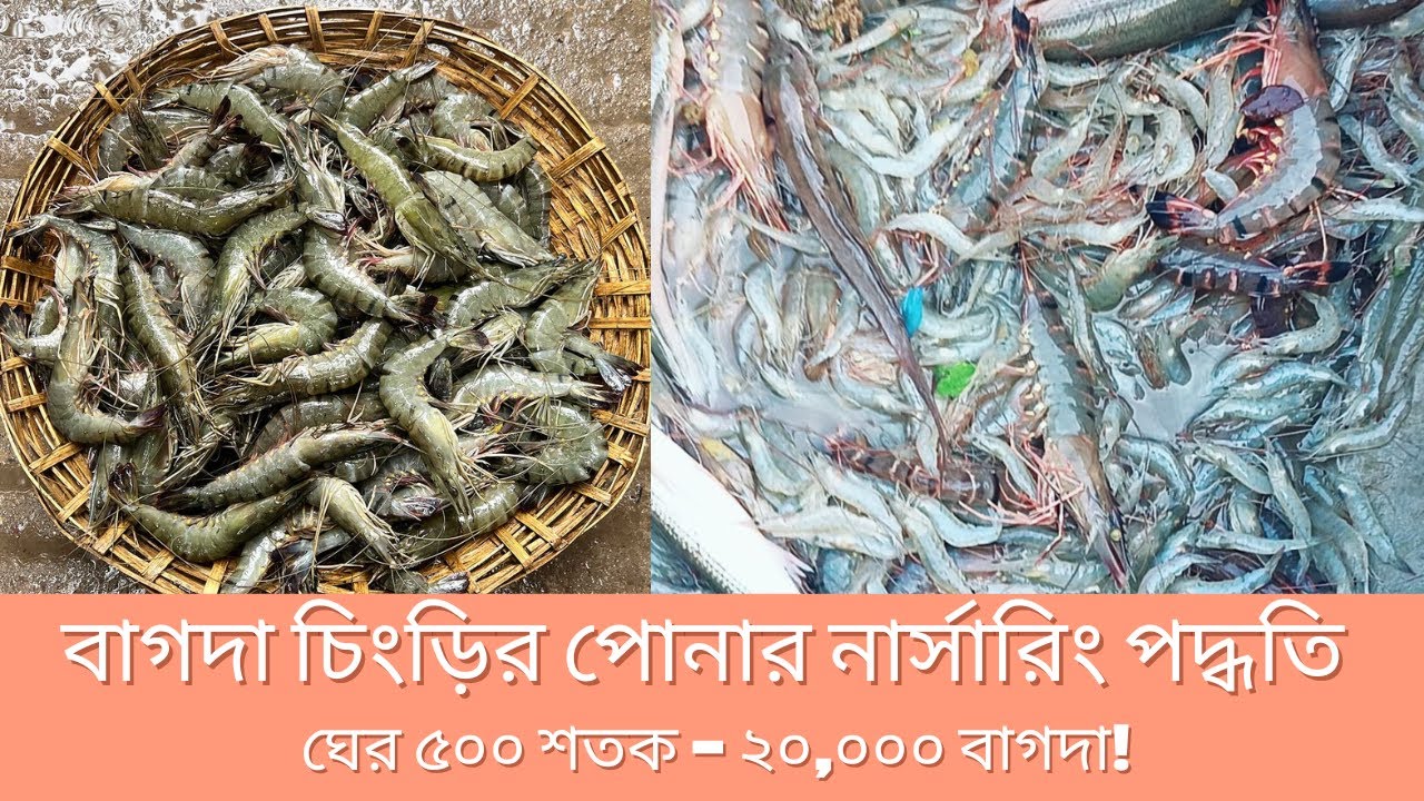 Bagda Shrimp Post-Larvae Nursing Method । বাগদা চিংড়ির পোনার নার্সারিং পদ্ধতি