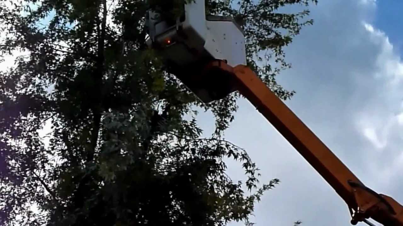 Hubsteiger beim Baumpflege-Einsatz, Firma Munz KFZ Holzelfingen