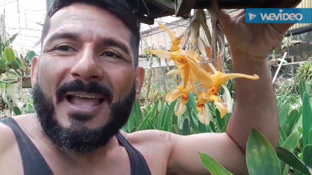 Orquídeas na AWZ