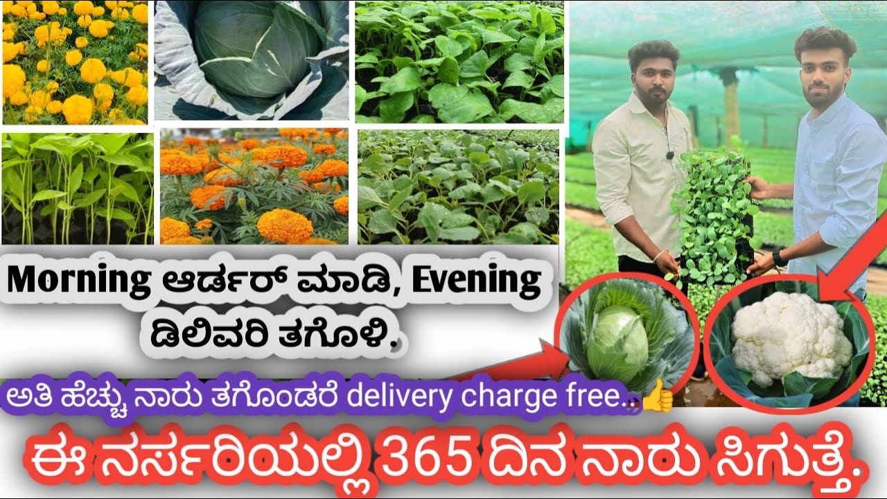 👍|| ನಮ್ಮ ನರ್ಸರಿಯಲ್ಲಿ ಗುಣಮಟ್ಟದ ಎಲೆಕೋಸು , ಹೂಕೋಸು ಹಾಗೂ ತರಕಾರಿ ನಾರುಗಳು ವರ್ಷವಿಡಿ ಸಿಗುತ್ತೆ..👍🥦🥬#Nursery