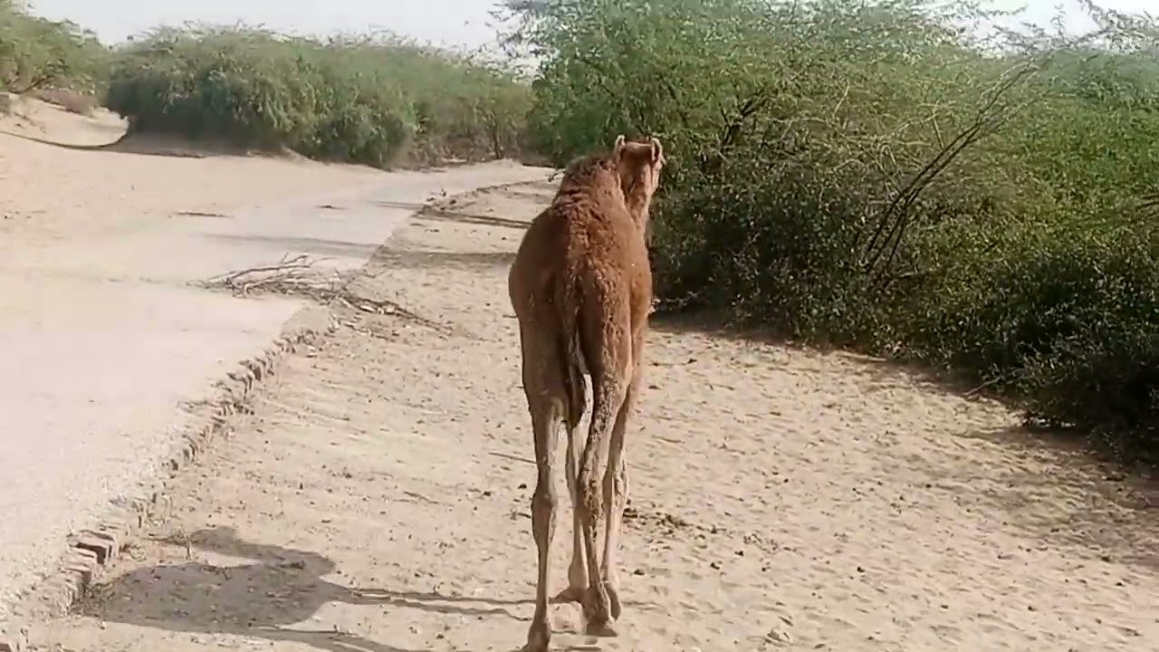 Baby camel is in happy mood