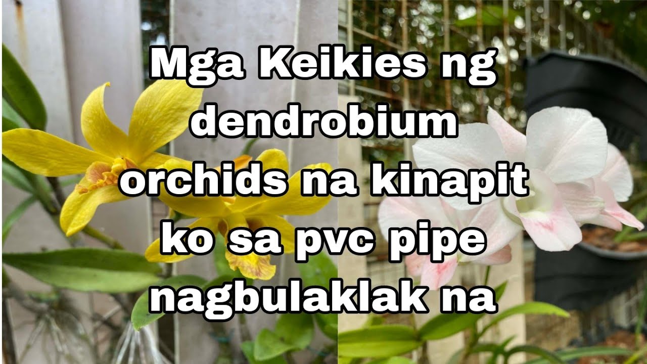 Mga keikies na kinapit ko sa pvc pipe nagbulaklak na