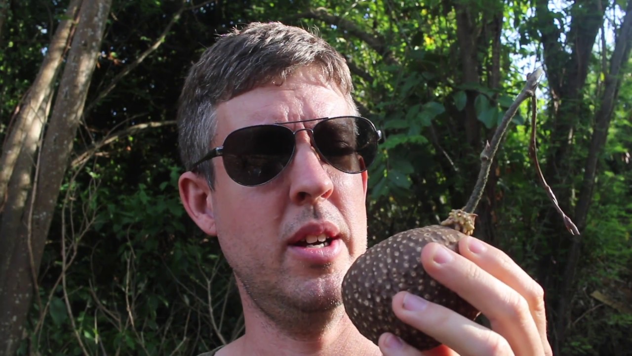 Is This Air Potato Poisonous?
