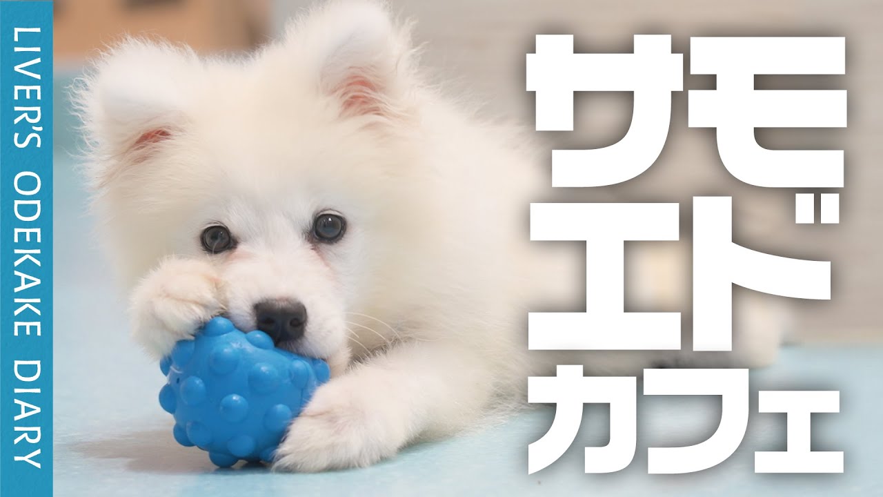 【話題🐶サモエドカフェ】白いもふもふ【犬カフェ】