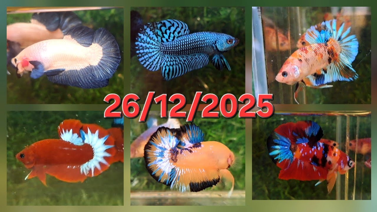 26/12/2025, BETTA GIÁ RẺ: HALFMOON, DUMBO, SAMURAI, NEMO, HOANG DÃ, MARBLE DOT, YELLOW FC, RED FANCY