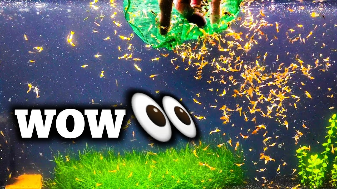 $10,000+ Shrimp Farm Harvest