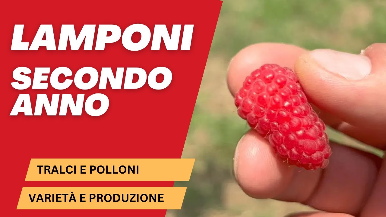Impianto di LAMPONI al SECONDO ANNO