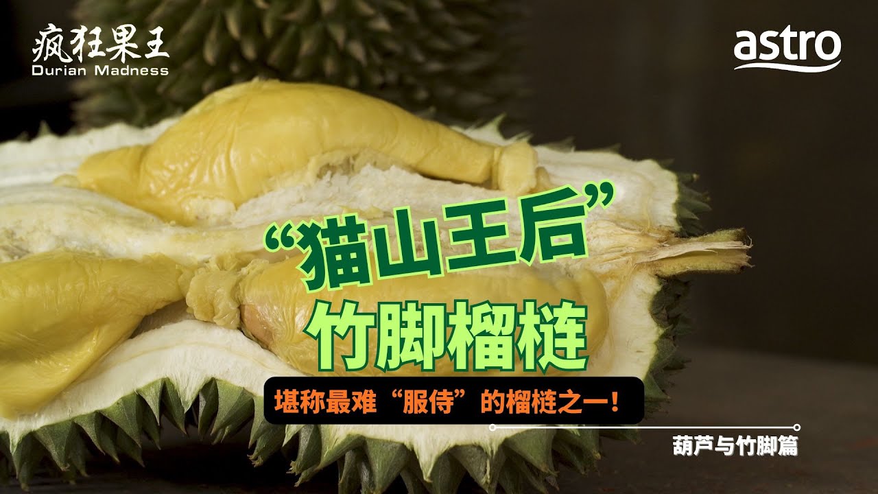 “猫山王后” 竹脚榴梿堪称最难“服侍”的榴梿之一！像葫芦的榴梿，你看过吗？｜《疯狂果王》 Durian Madness EP7