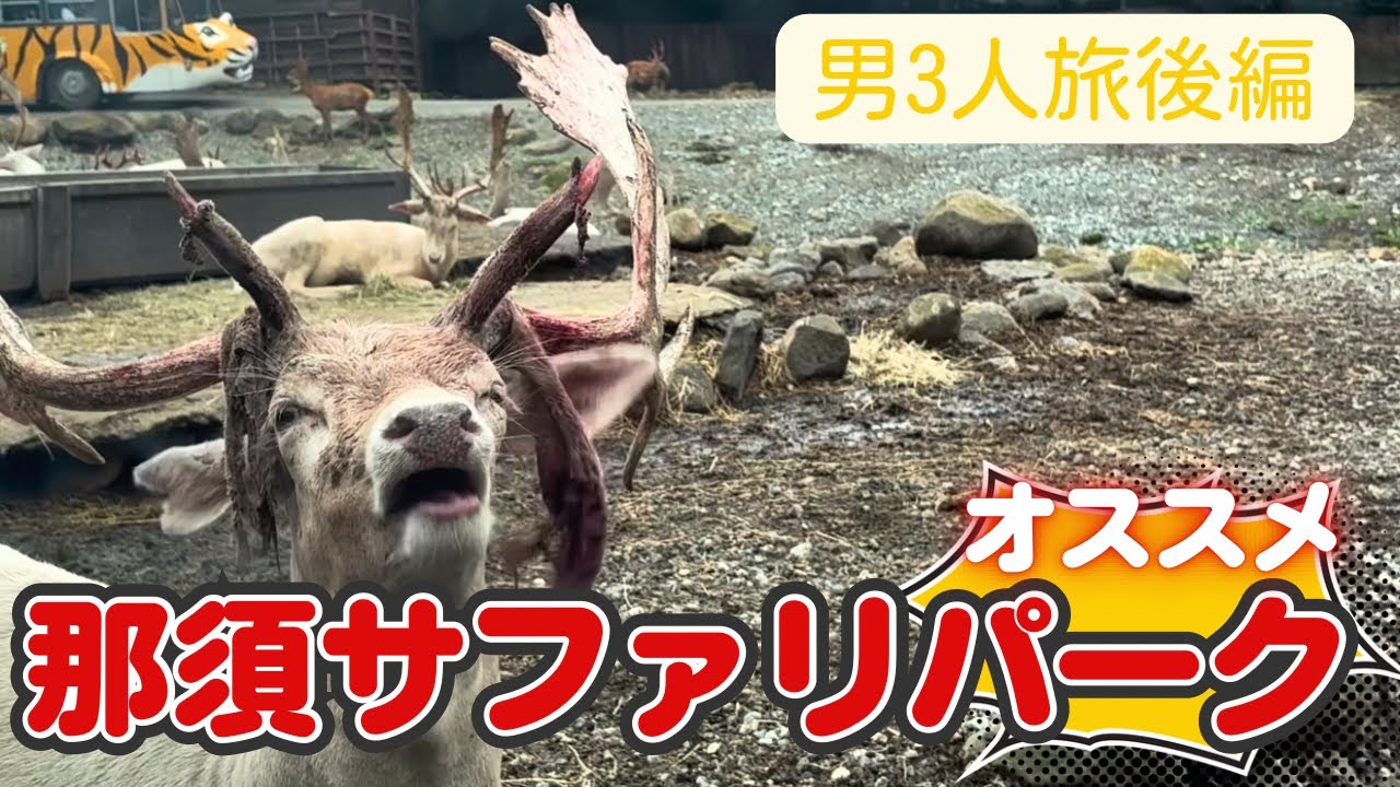 【後編】マイカーで那須サファリパークへ！大人も子どもも大興奮の動物大接近