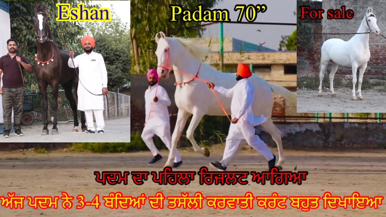 Stallion Padam 70” First Result Spotless Nukri Filly ਪਦਮ ਦਾ ਪਹਿਲਾ ਰਿਜ਼ਲਟ ਆਗਿਆ #beanttulewal