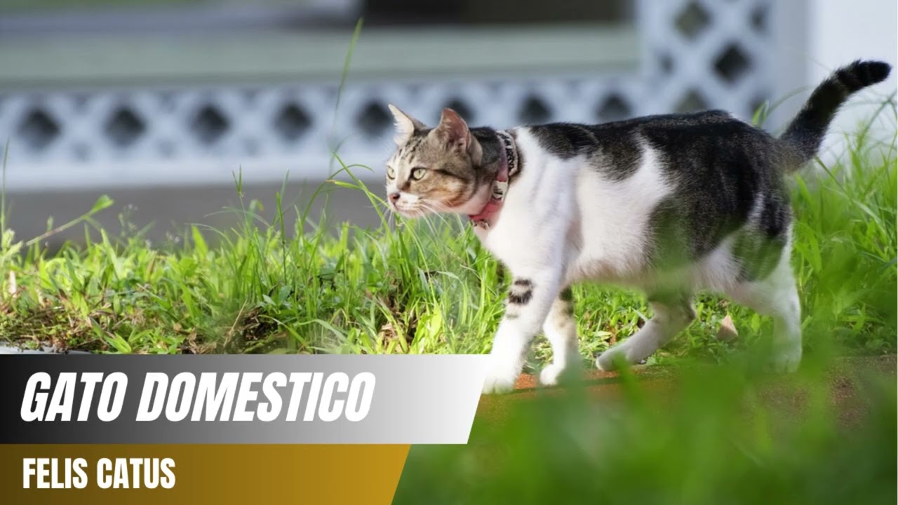 Maullidos del Gato Doméstico (Felis catus) 😺🔊
