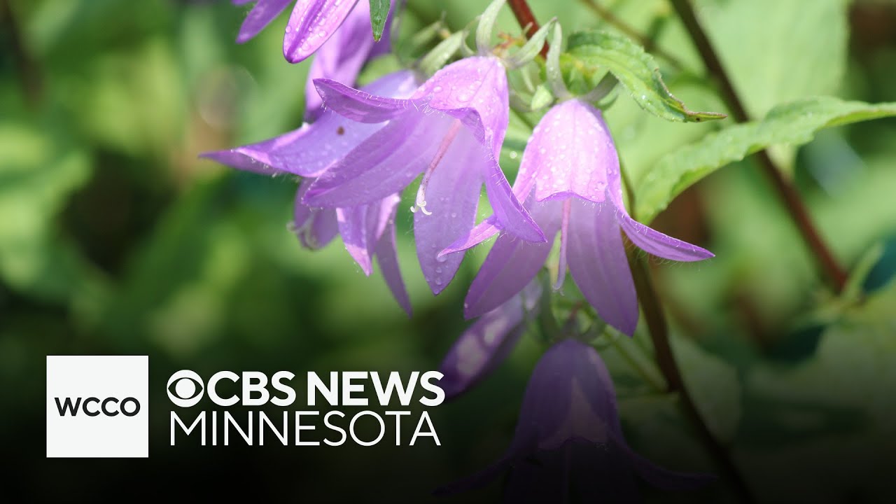 What is the creeping bellflower?