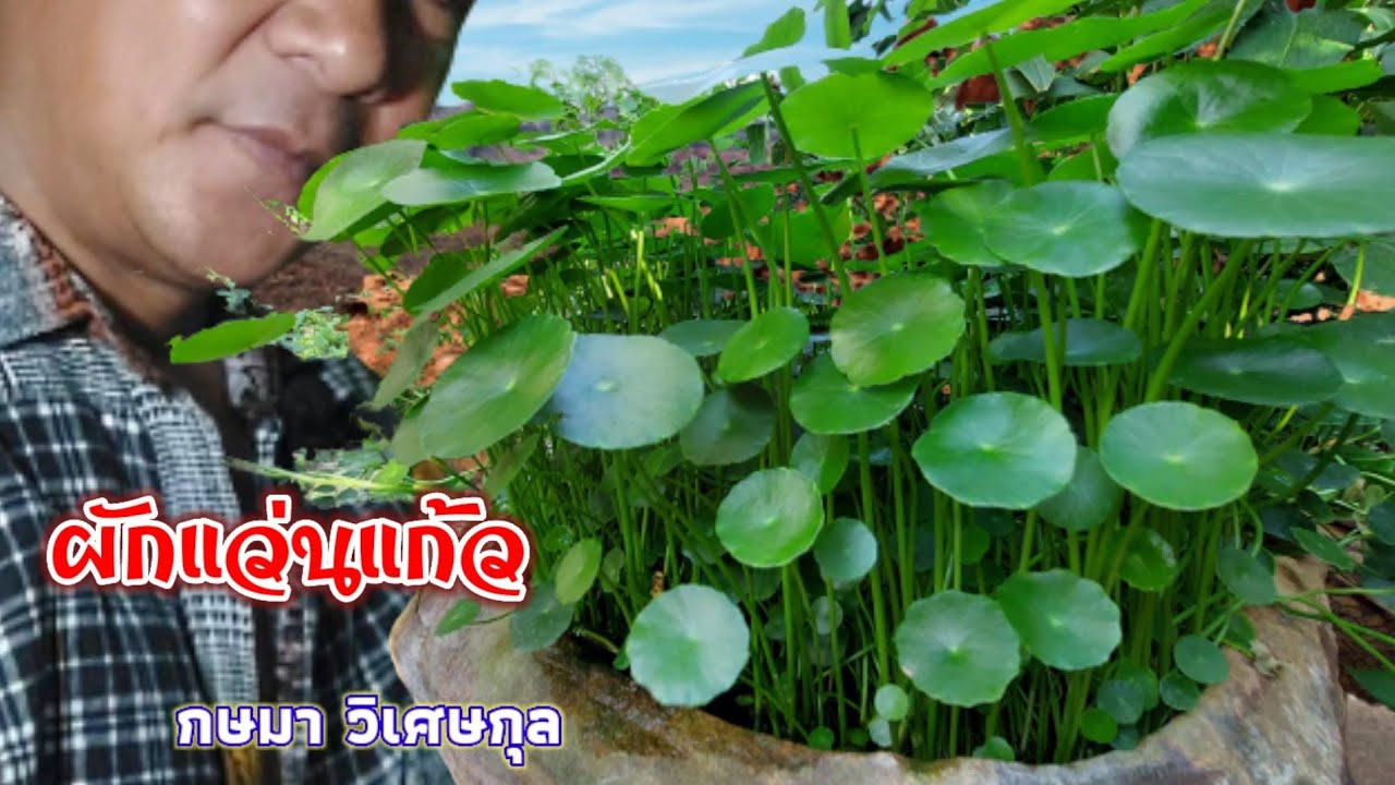 ผักหนอกใหญ่/บัวแก้ว/แว่นแก้ว พืชน้ำสุดยอดมงคล สวยสดไส แต่คนก็กินได้ โดย กษมา วิเศษกุล