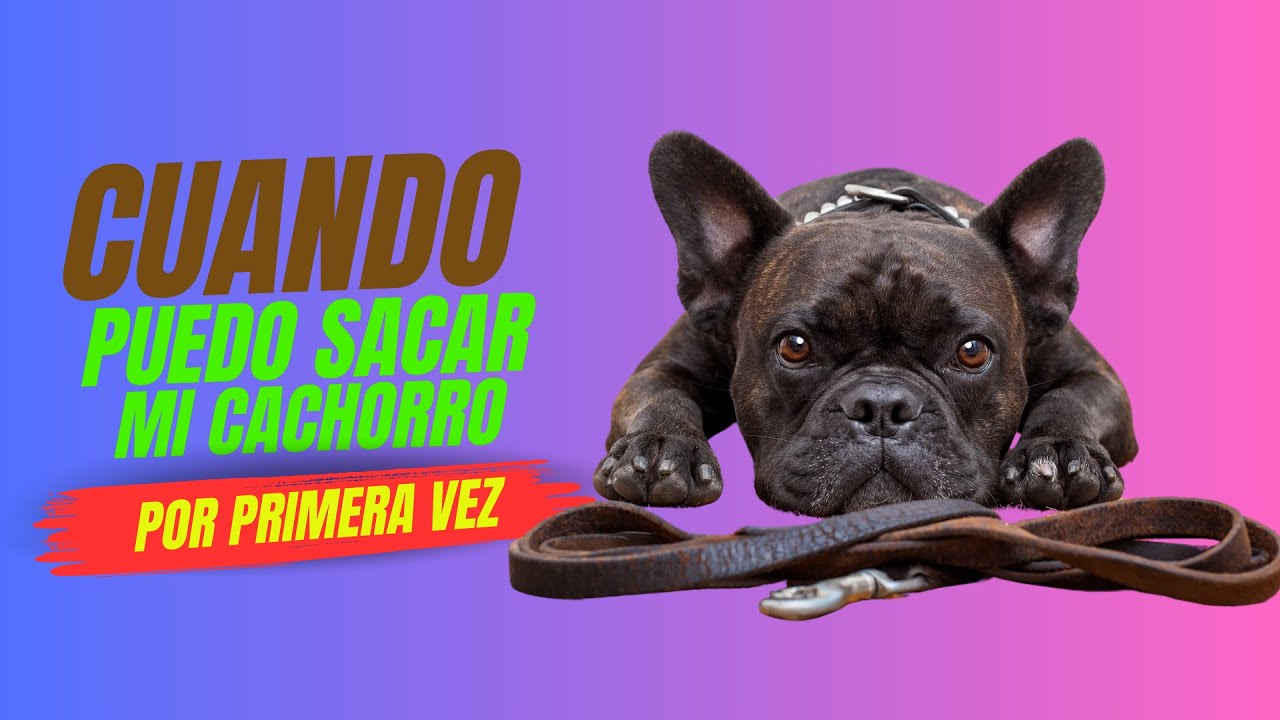 ¿CUÁNDO PUEDO SACAR MI CACHORRO A LA CALLE ? ¡Todo lo que debes saber para su primer paseo!