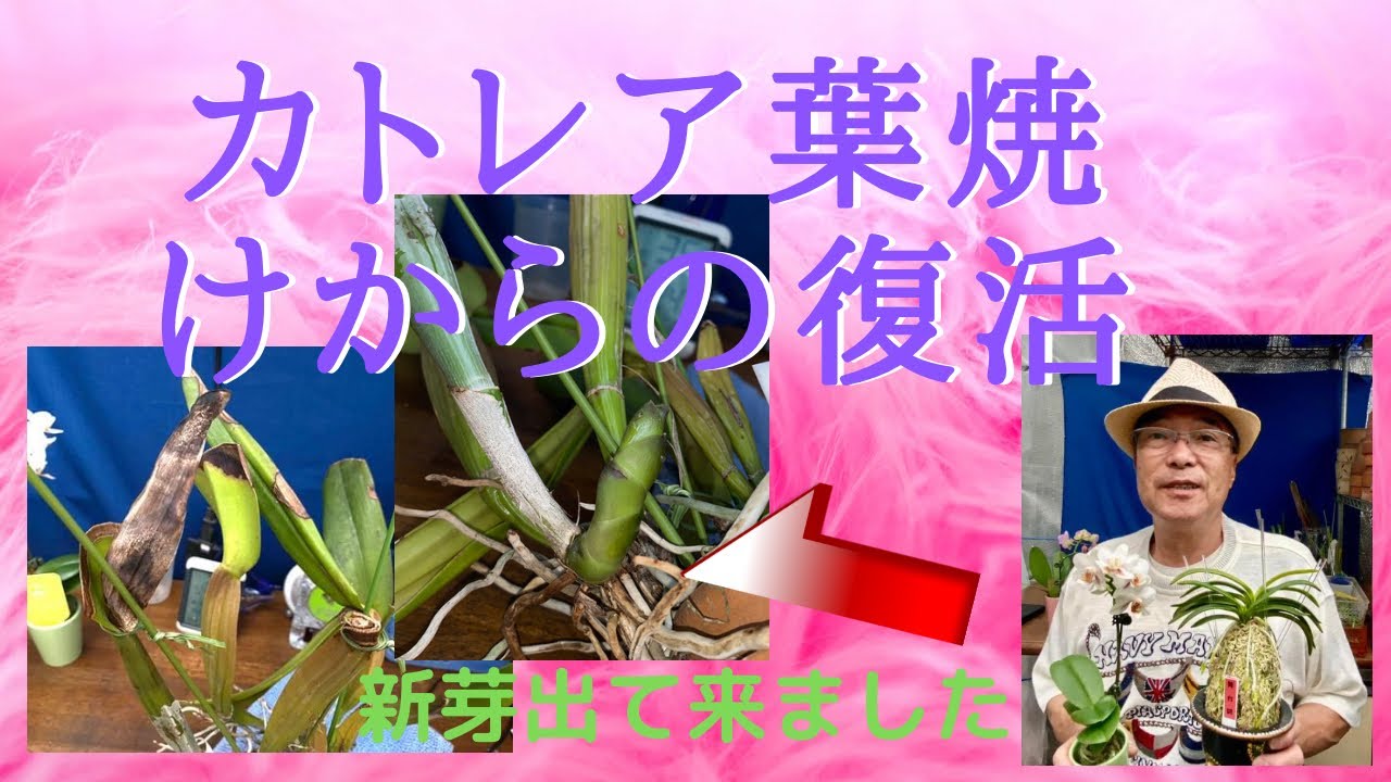 らん　ラン　蘭　園芸ネット　新芽成長　カトレア葉焼けからの復活