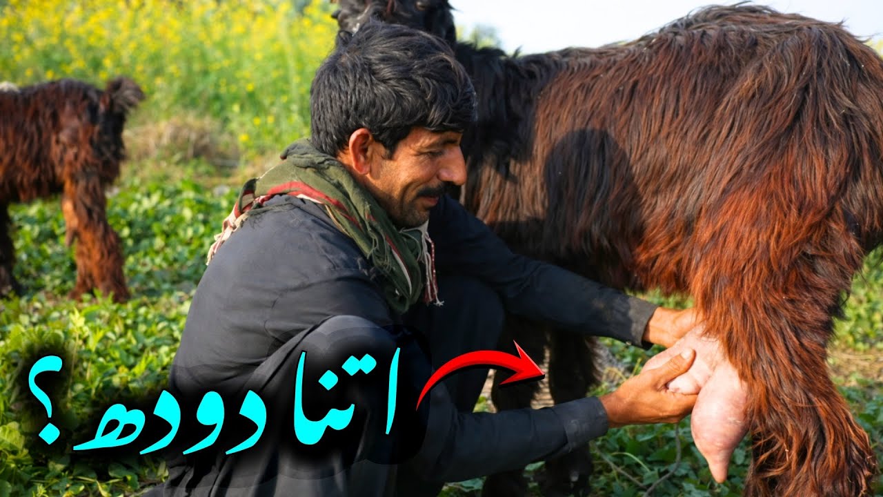 This Goat Gives Crazy Milk — Farmers Won’t Believe This Trick