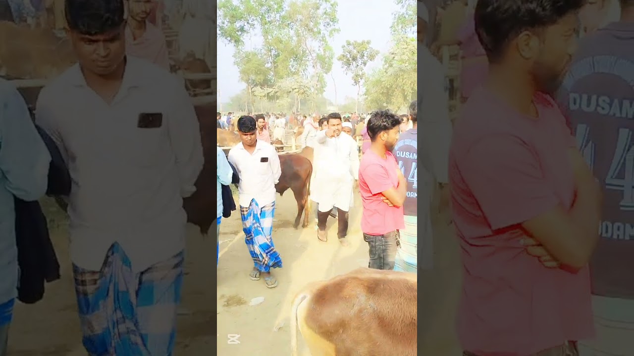 ভাইরাল ফানি ভিডিও 