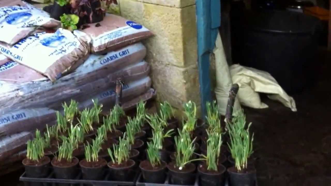 Snowdrop time