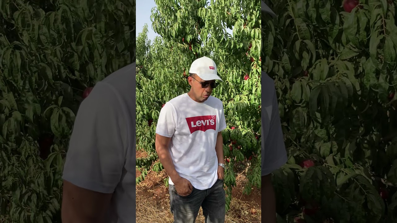 Début de la récolte des fruitiers ( la nectarine )