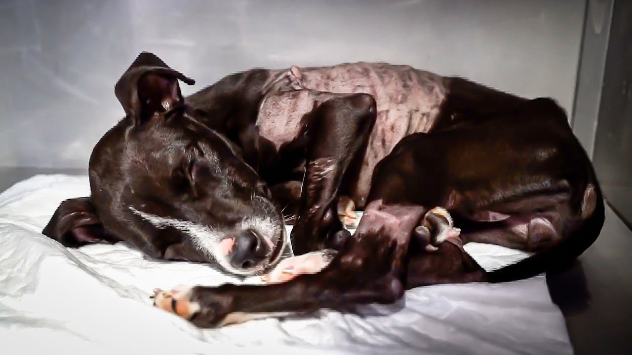 We found this puppy dying in a shoe box…