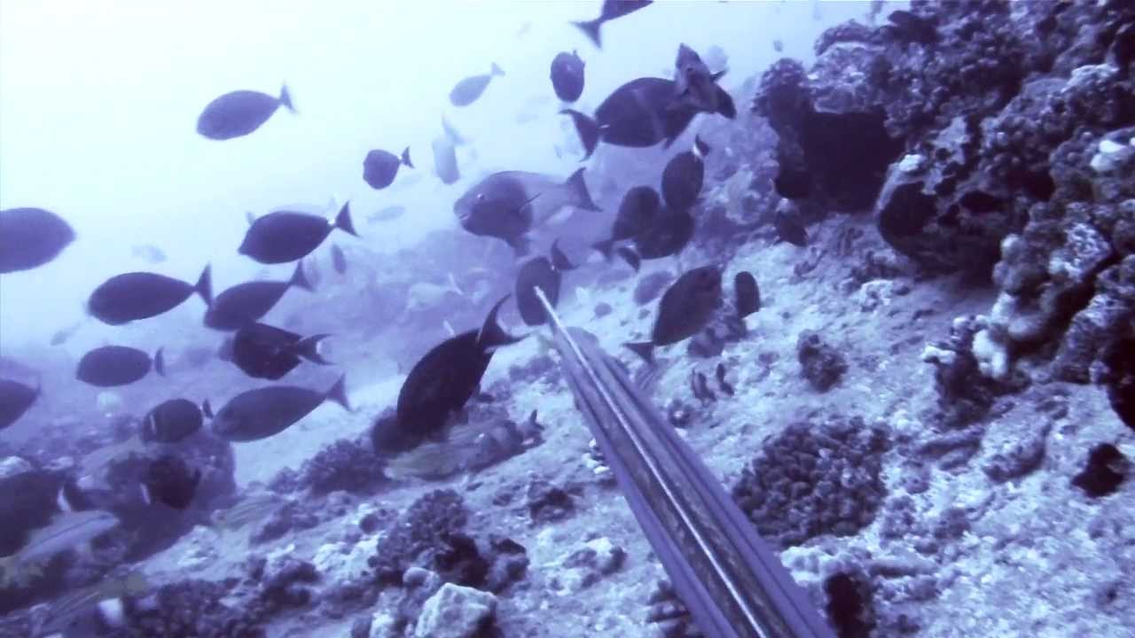 Hawaii Spearfishing League- Hatch Company Profile