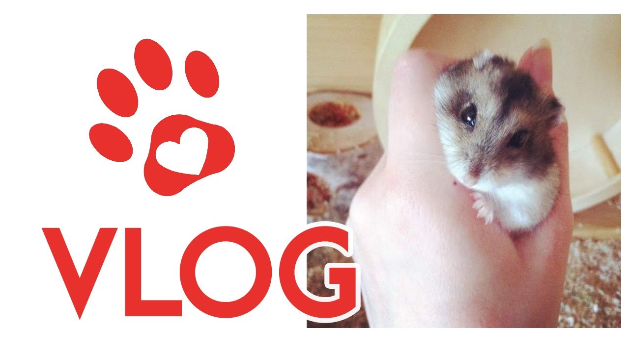 Tag mit HAUSTIEREN 🐰🐹🐺🐶🐟 Eigener Shop 🎬 Hamster, Kaninchen, Hunde, Aquarium, Axolotl & Co🐾🎬