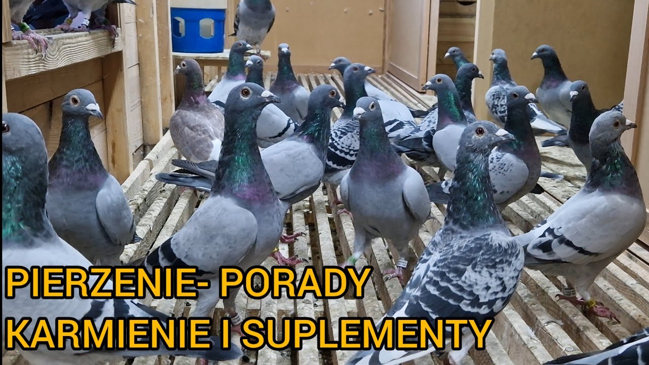 JESIEŃ I PIERZENIE - CZYLI NAJWAŻNIEJSZY OKRES W MOJEJ HODOWLI 🔥KARMY TRIKI I SPECYFIKI 😁