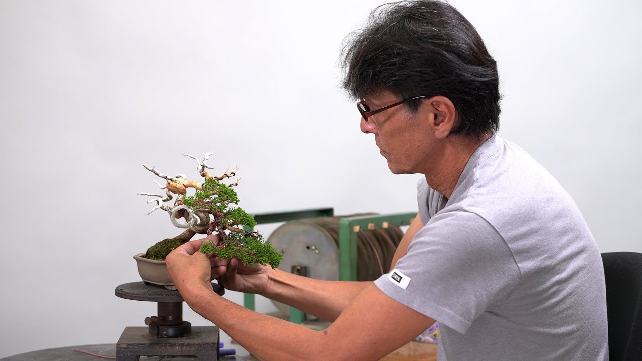 Remodeling a Shohin Juniper Bonsai | 小品真柏の改作