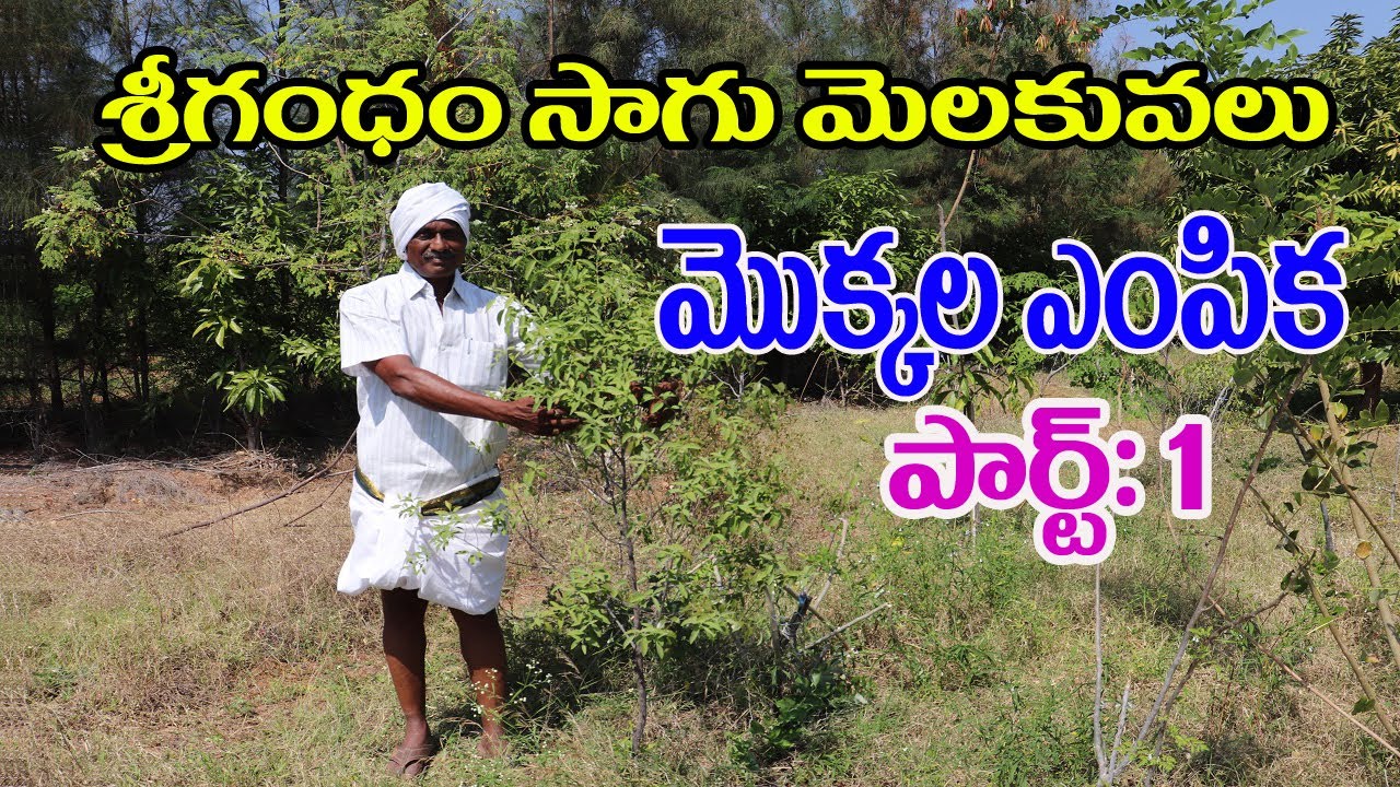 శ్రీగంధం మొక్కల ఎంపిక | Srigandham cultivation Plants Selection Telugu Part-1 | BayaReddy-9440016995