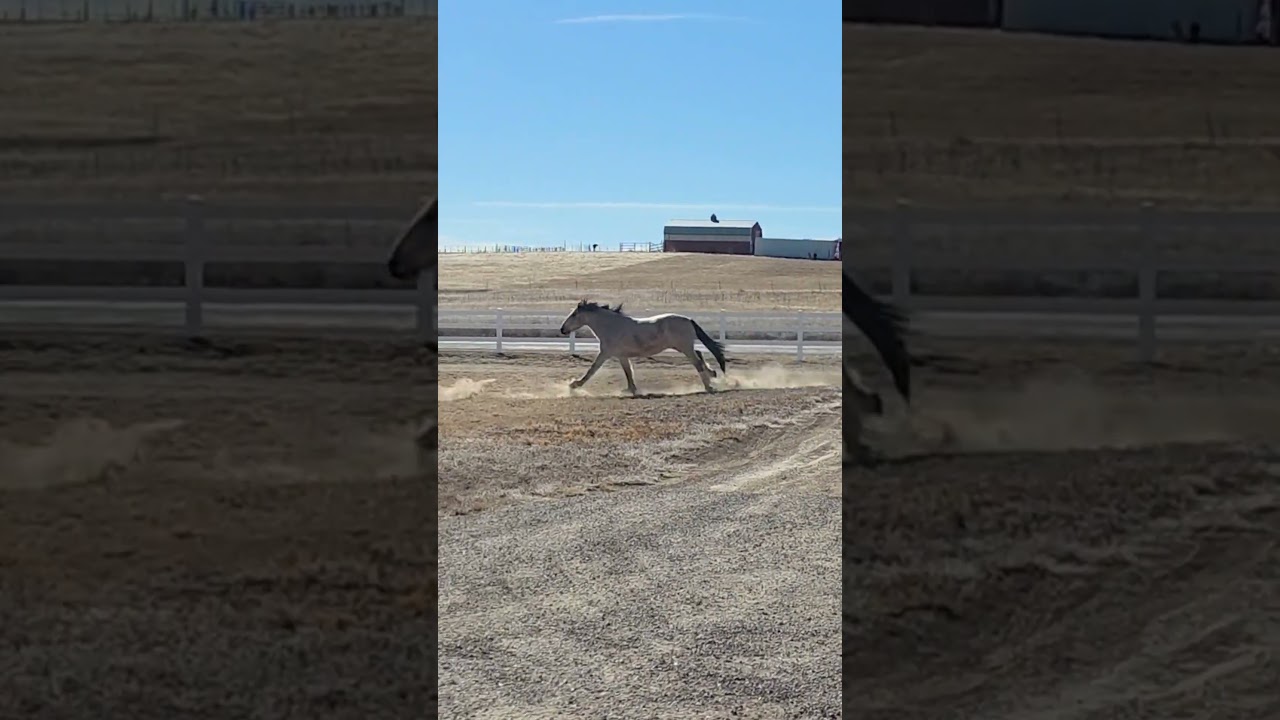 Free Roam Fridays #rescuemustang #clydesdalecross #cadillacred #strawberryroan