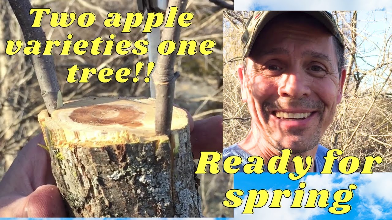 Grafting scion wood to a mature apple tree trunk, first attempt using this method