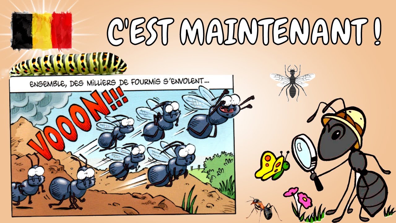 Les signes avant l'essaimage, où trouvez une Reine fourmis ? Insectes et fourmis de Belgique .