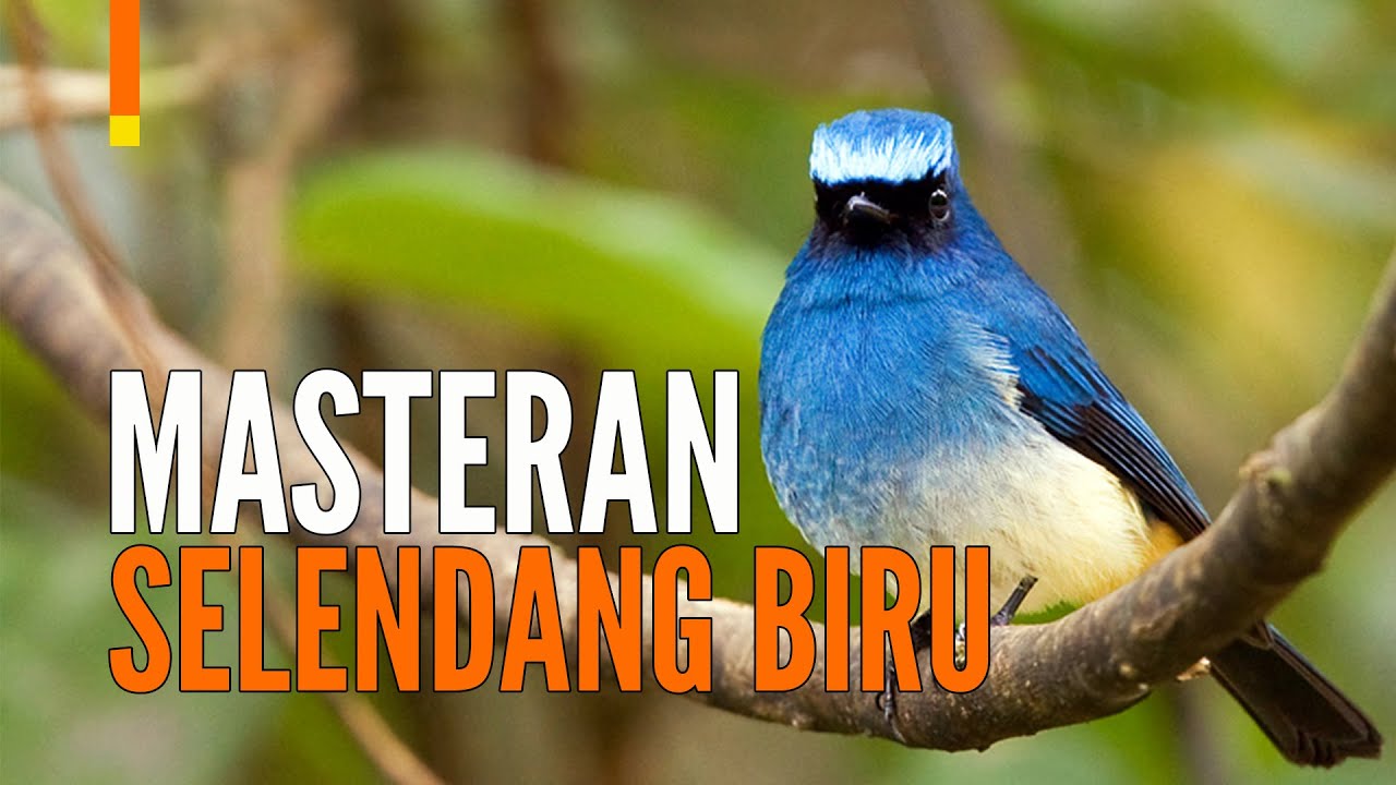 Suara Burung Selendang Biru Masteran [Sikatan Ninon] | GACOR