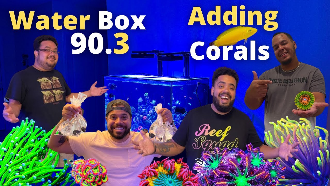 Water Box 90.3- Adding Corals! New Scape!