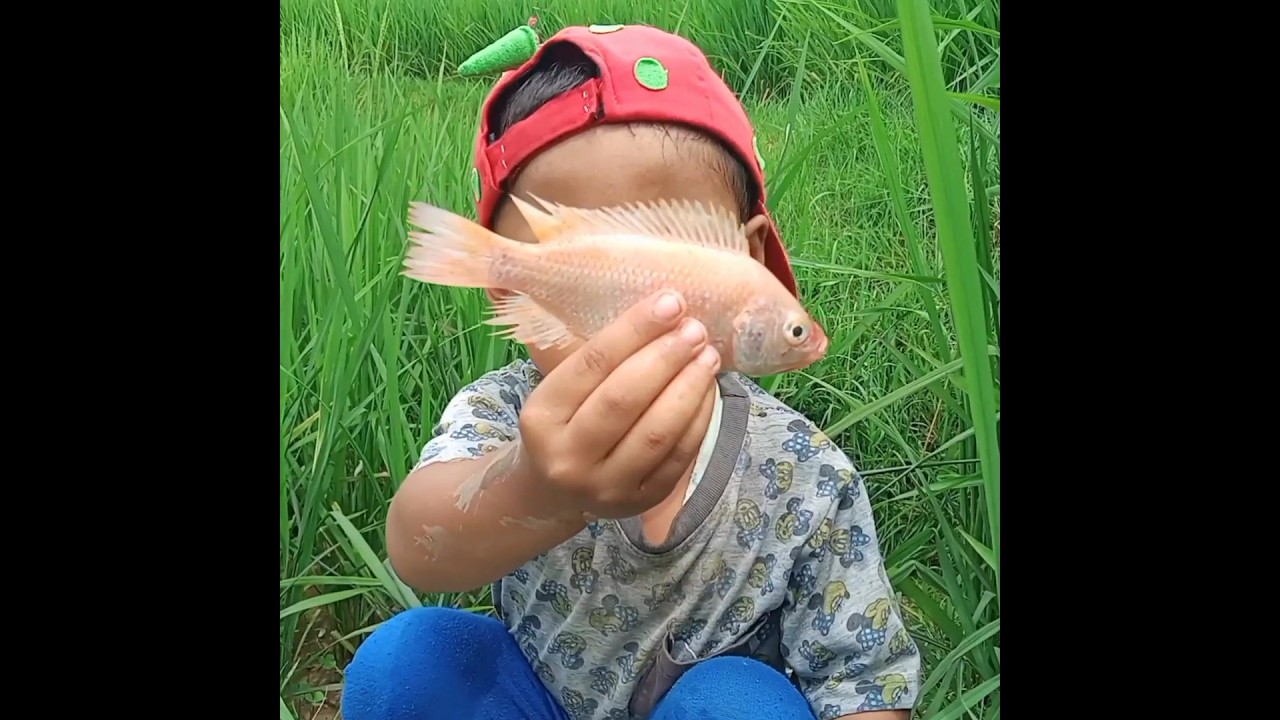 Petualangan Seru: Tangkap Ikan di Sawah, Dapat Ikan Lele Anakan dan Nila!