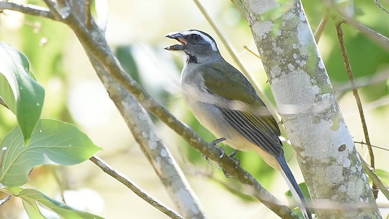 Trinca ferro chamando e cantando em uma r&aacute;pida apari&ccedil;&atilde;o na natureza