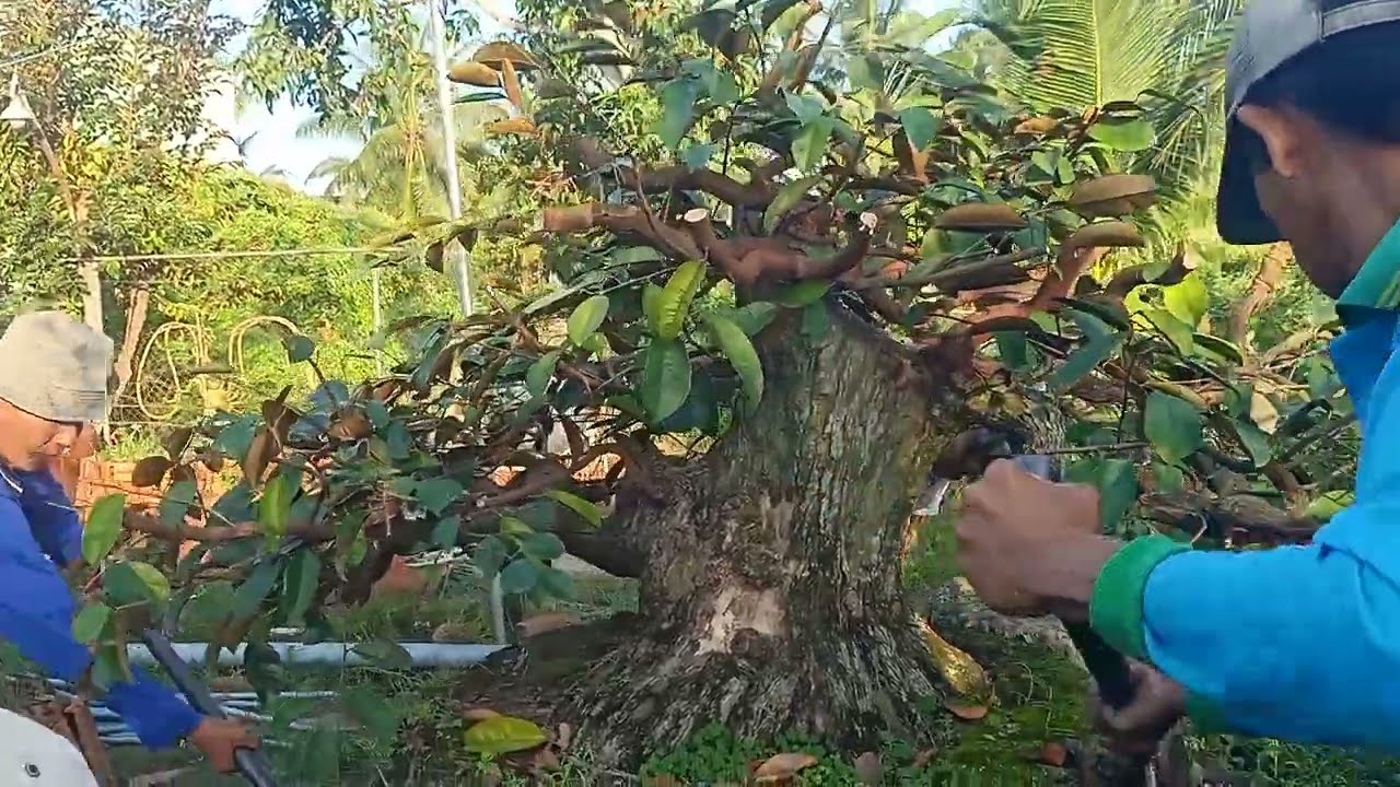 thu hoạch vú sữa lò rèn bonsai.
