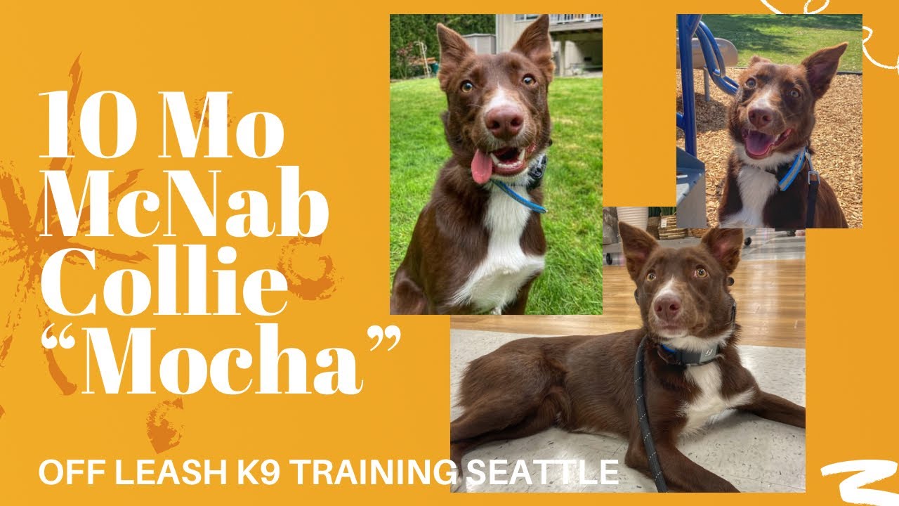 10 Mo McNab Collie (Mocha) | Best Seattle Dog Trainers | Off Leash K9 Training Seattle/Tacoma